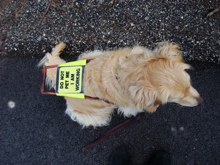 Uber Sued by Passenger Assaulted for Bringing Service Dog